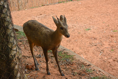 Deer in a forest