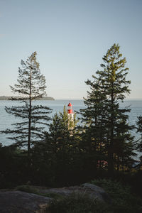 Trees by plants against sky