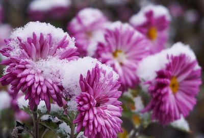 Close-up of pink flowers blooming outdoors