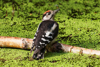 Woodpecker drinking on a pond with duckweed