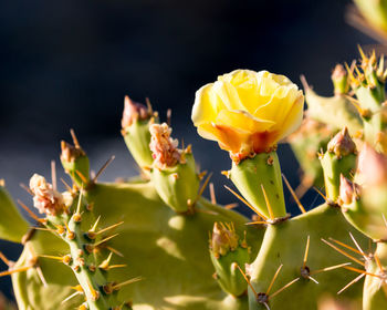 Close-up of yellow cactus flower