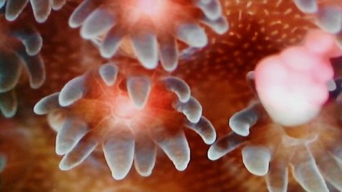 Close-up of jellyfish in sea