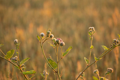 prairie