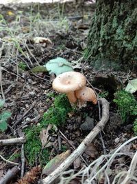 Close-up of mushroom growing in forest