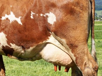 Cow grazing in field