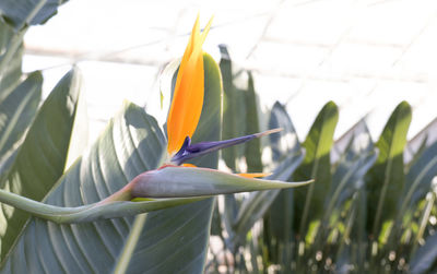 Tropical plant, green, growing in greenhouse, rare flower strelitzia royal or bird of paradise