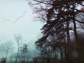 Low angle view of trees in forest during winter