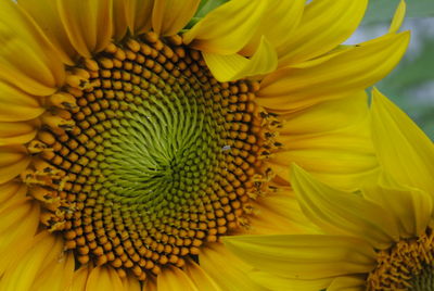 Full frame shot of yellow flower