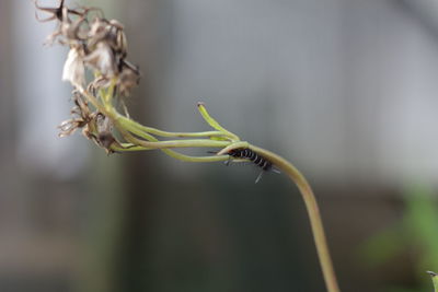 Close-up of wilted plant