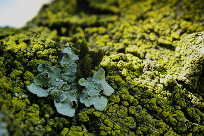 High angle view of moss growing on rock