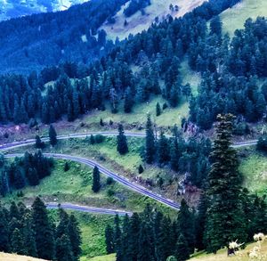 High angle view of pine trees and mountains