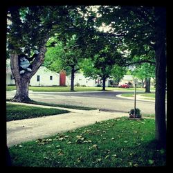 Trees in park