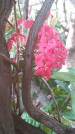 Close-up of pink flowering plant