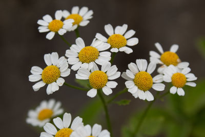 Close-up of white daisy flowers