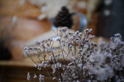 Close-up of white flowering plant