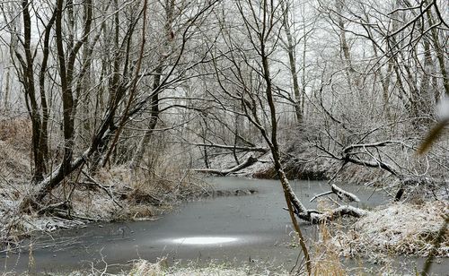 Close-up of bare tree in lake