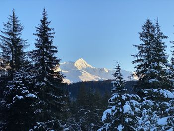 Pine trees on snowcapped mountains against clear sky