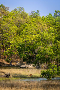 Scenic view of forest