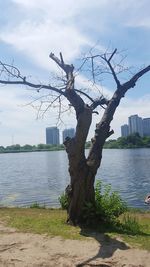 Bird perching on tree by river against sky in city