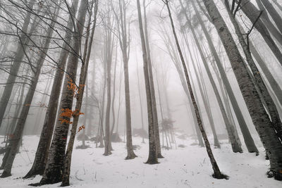 Snow covered trees in  foggy forest during winter