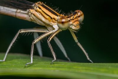 Macro shot of white-legged damselfly on leaf