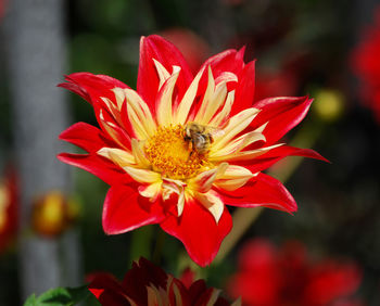 Close-up of bee pollinating flower