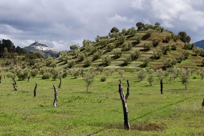 Trees on field against sky