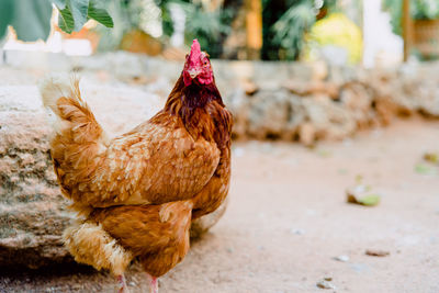 Close-up of rooster