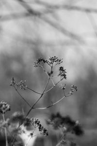 Close-up of flowering plant against cloudy sky
