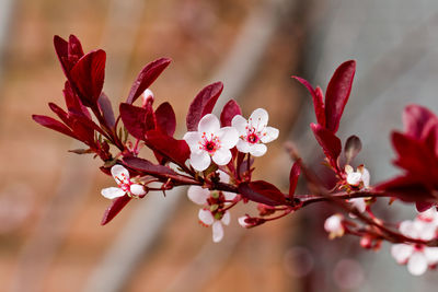 Close-up of fresh red flowers blooming on tree