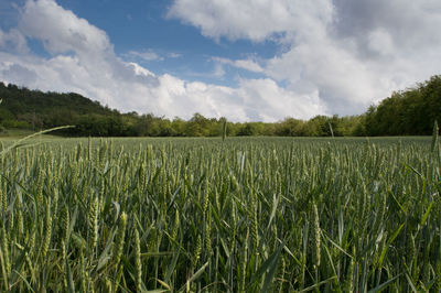 Scenic view of field against cloudy sky