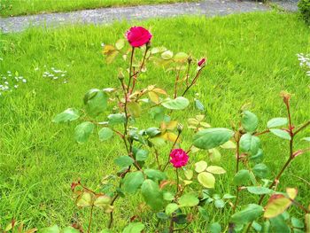 Pink flowering plants on field