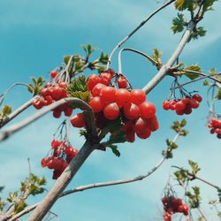 Red berries growing on tree against sky