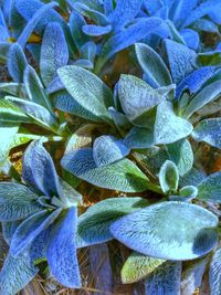 Close-up of flowers in bloom