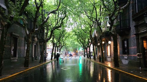 Wet street amidst trees in rainy season