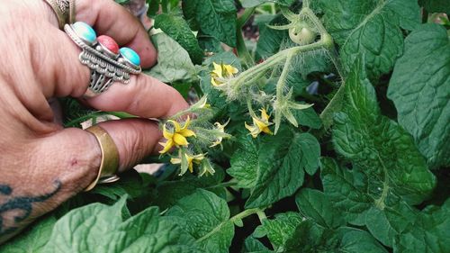 Close-up of hand holding flowering plant