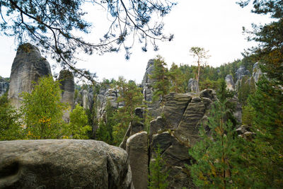 Trees on rock against sky