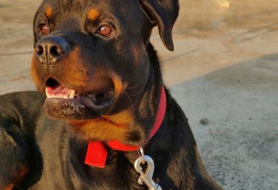 Close-up of a dog