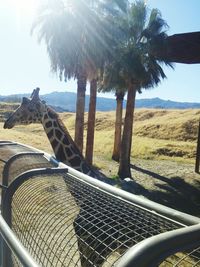 View of trees against sky