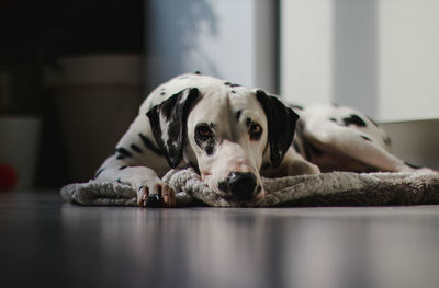 Portrait of a dog resting on floor
