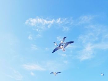 Seagulls in flight 