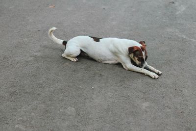 High angle view of dog lying on road