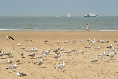 Flock of seagulls on beach