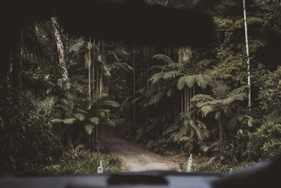 Road amidst trees in forest