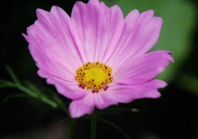 Close-up of pink cosmos flower