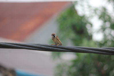 Close-up of bird perching on railing