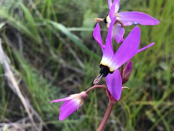 Close-up of pink flower on field