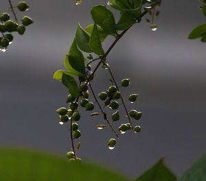 Close-up of berries growing on tree