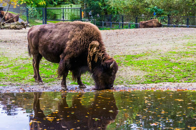 Elephant drinking water in lake