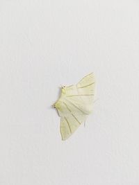 High angle view of dry leaf on white background